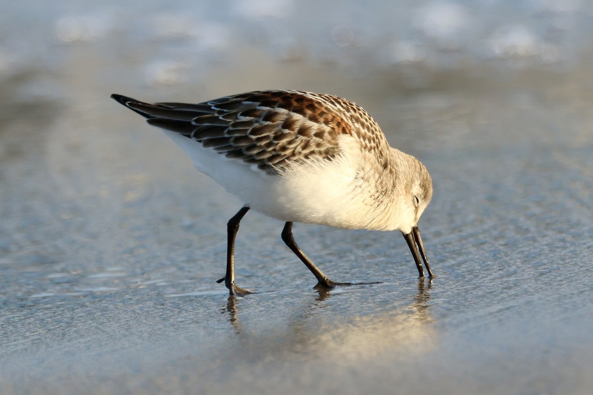 Alaska Kumkuşu - ML642475287