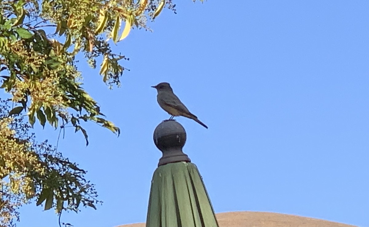 Say's Phoebe - ML642475296