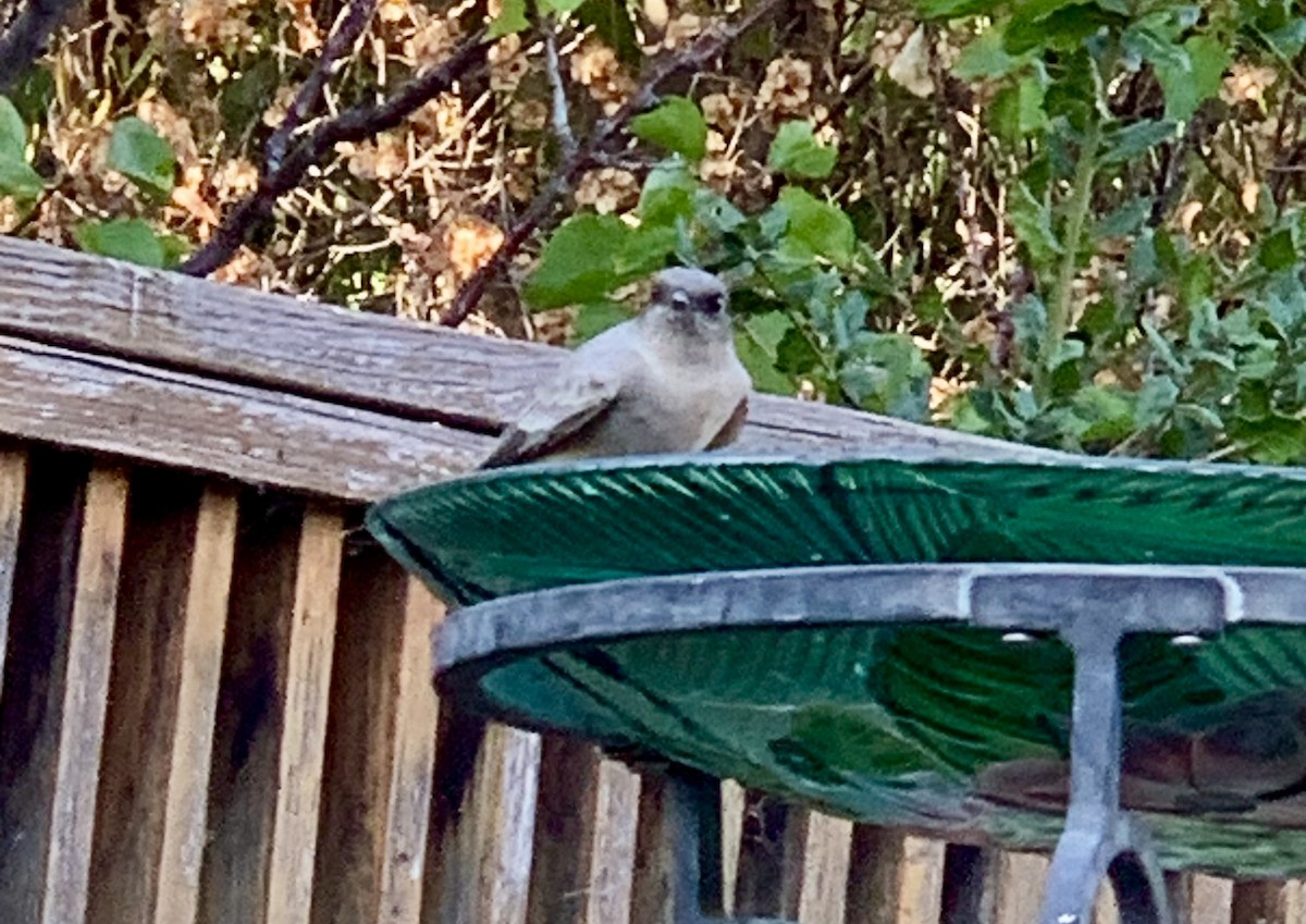 Say's Phoebe - ML642475297