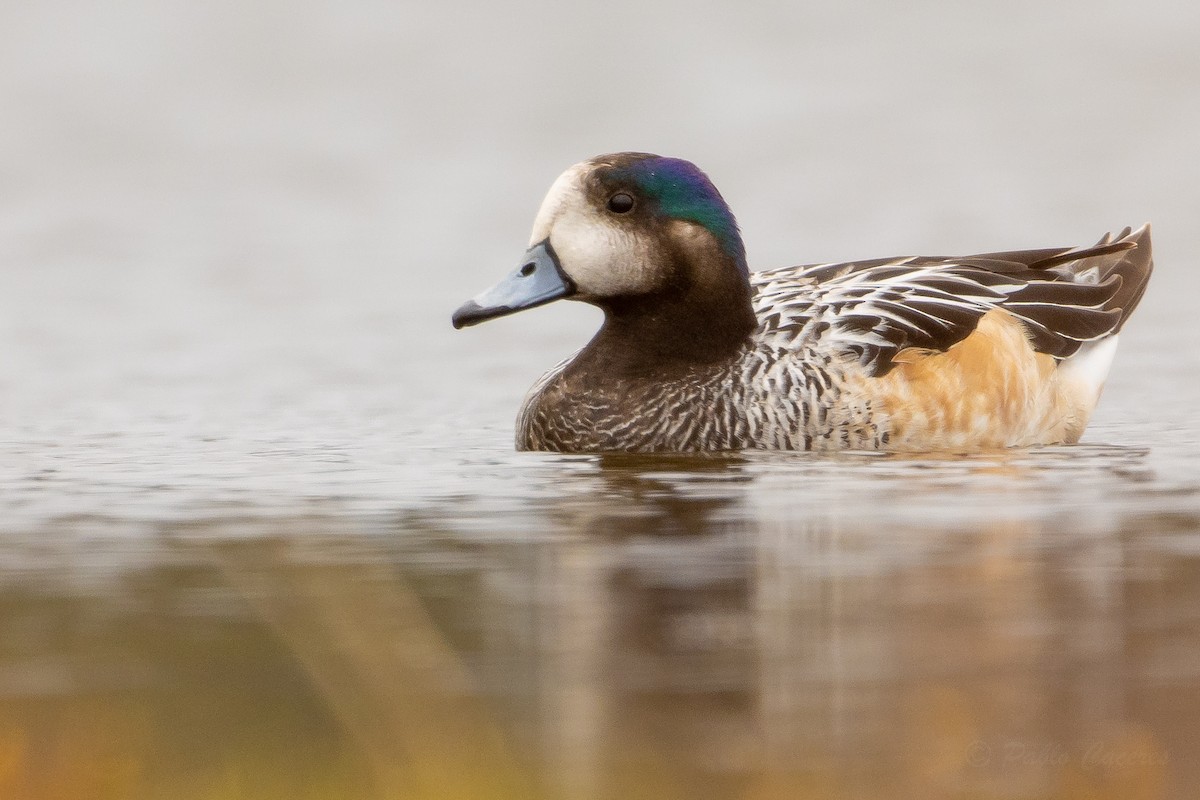 Chiloe Wigeon - ML642475316