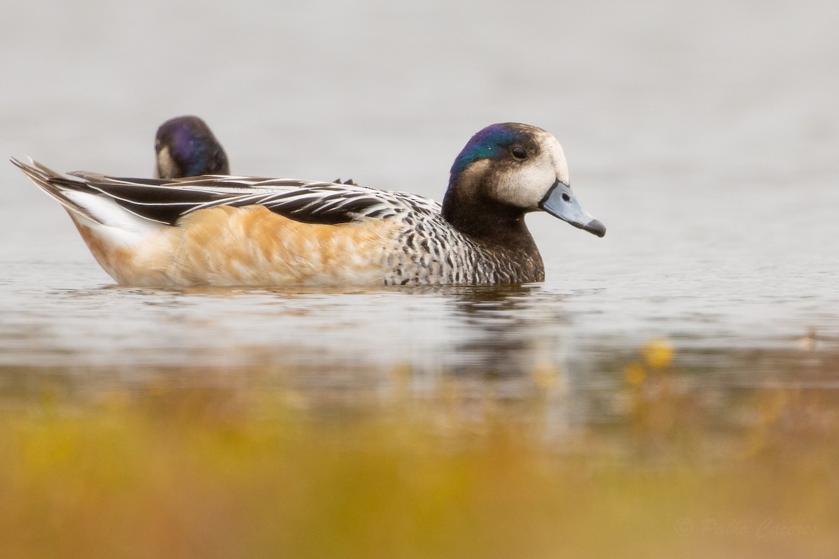 Chiloe Wigeon - ML642475317
