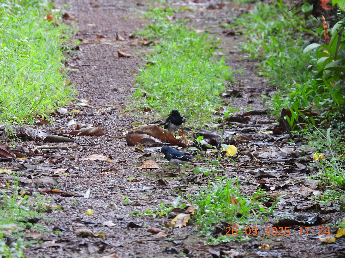 Oriental Magpie-Robin - ML642475318