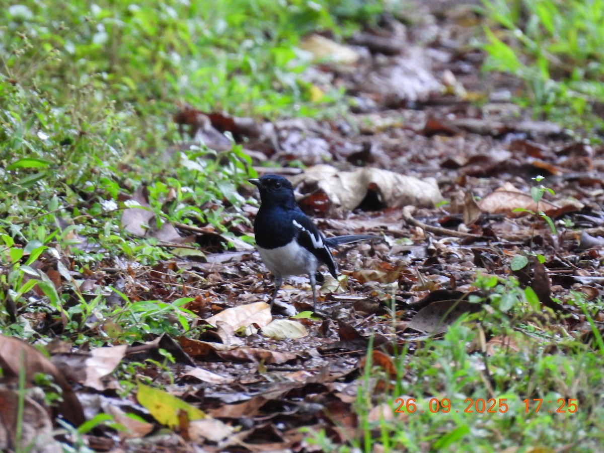 Oriental Magpie-Robin - ML642475322