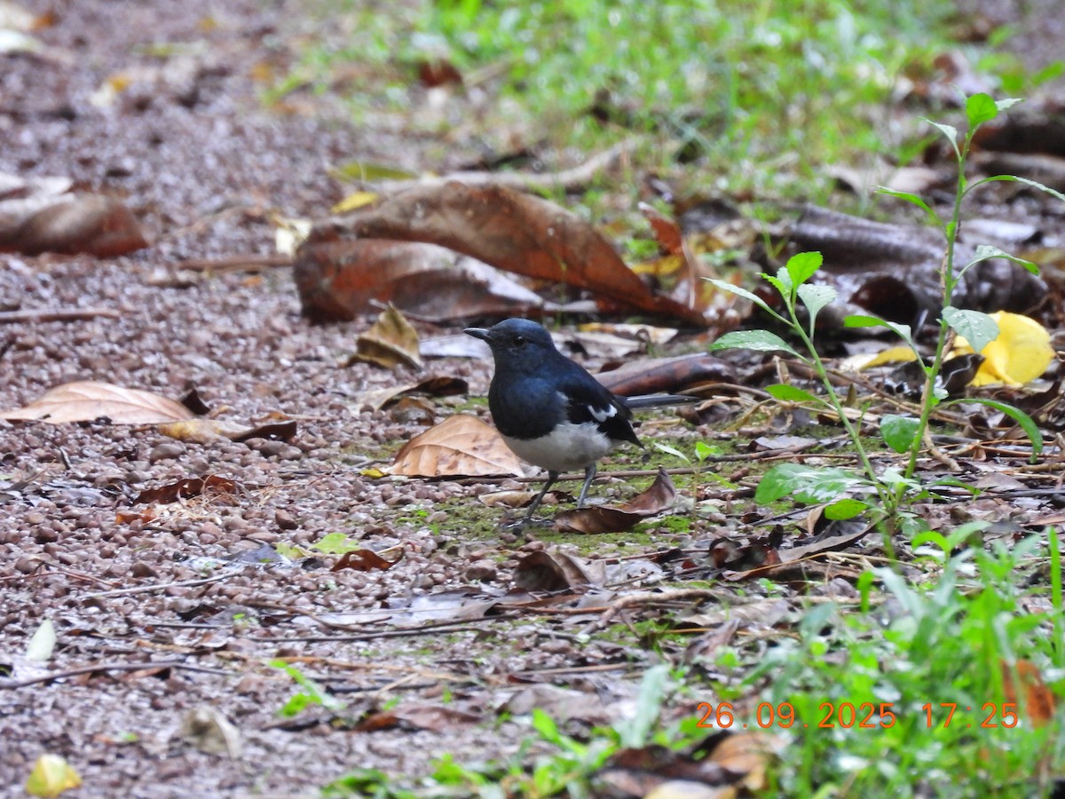 Oriental Magpie-Robin - ML642475323