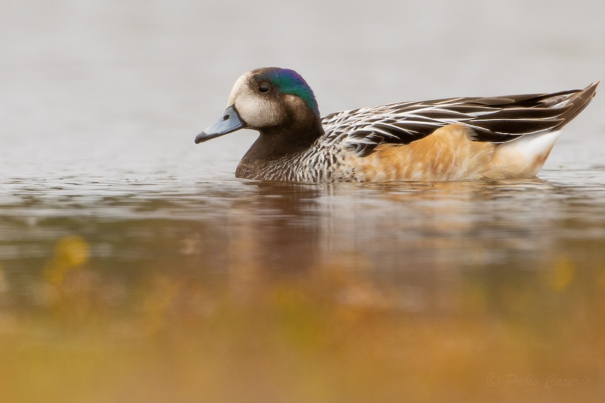Chiloe Wigeon - ML642475326