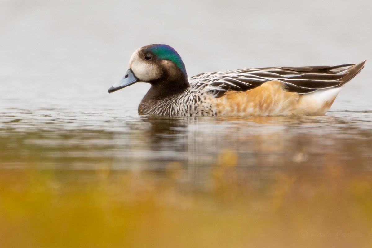 Chiloe Wigeon - ML642475328