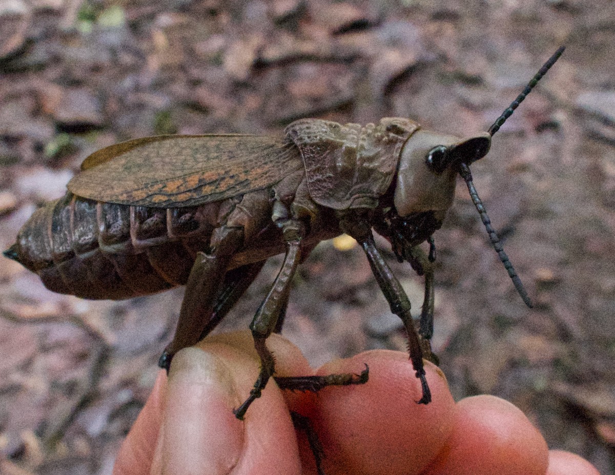 Animals - ML642475331