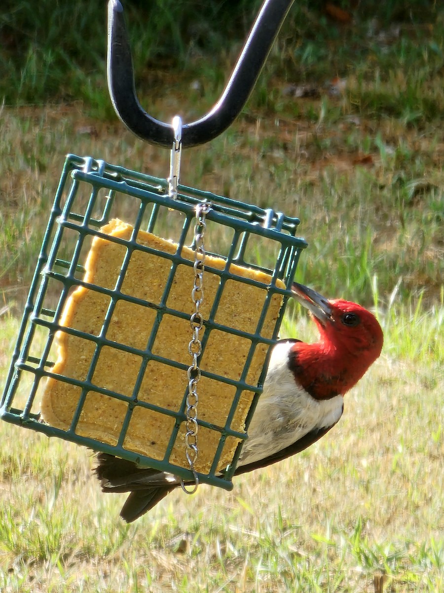 Red-headed Woodpecker - ML642475339