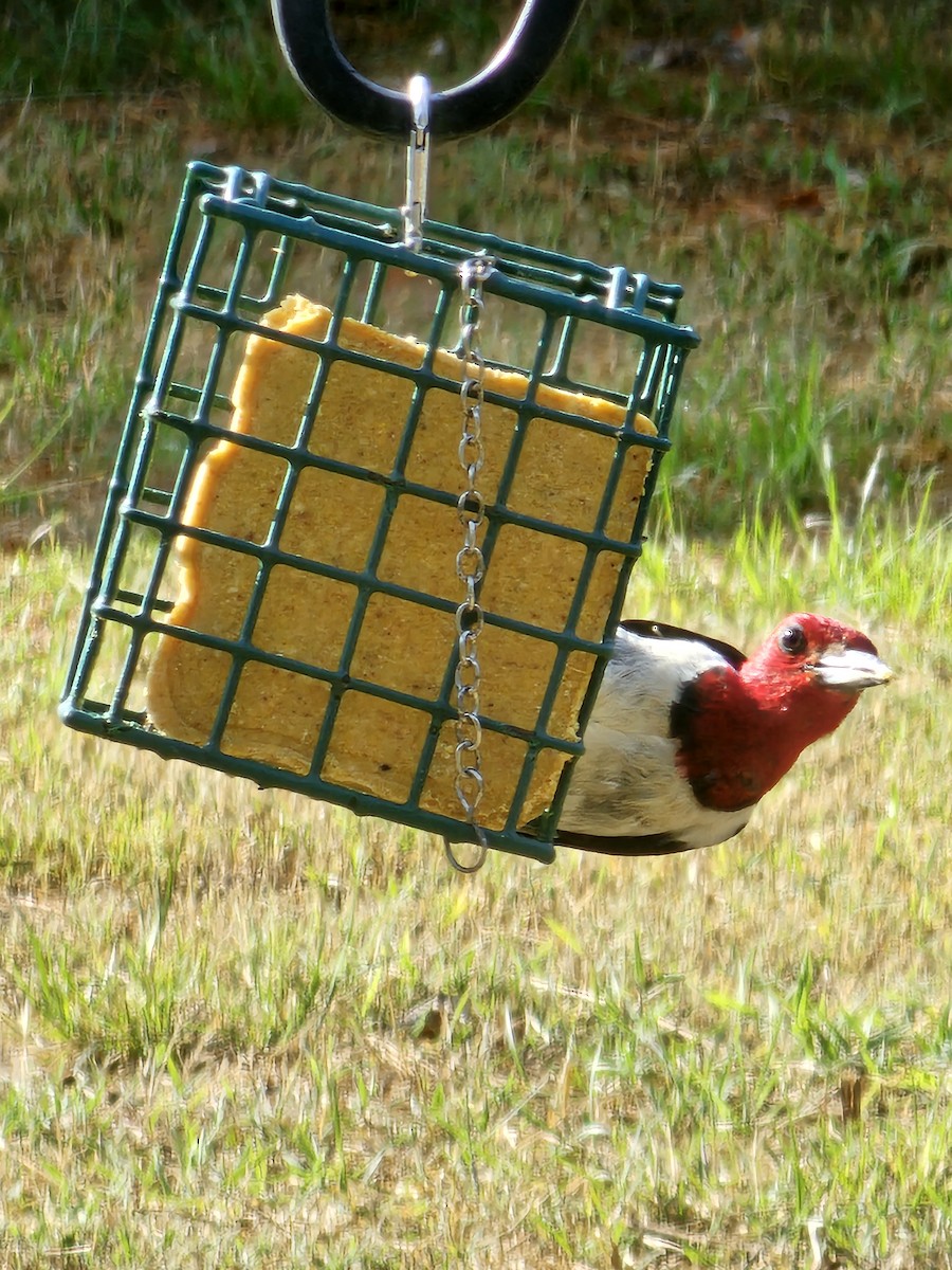Red-headed Woodpecker - ML642475340