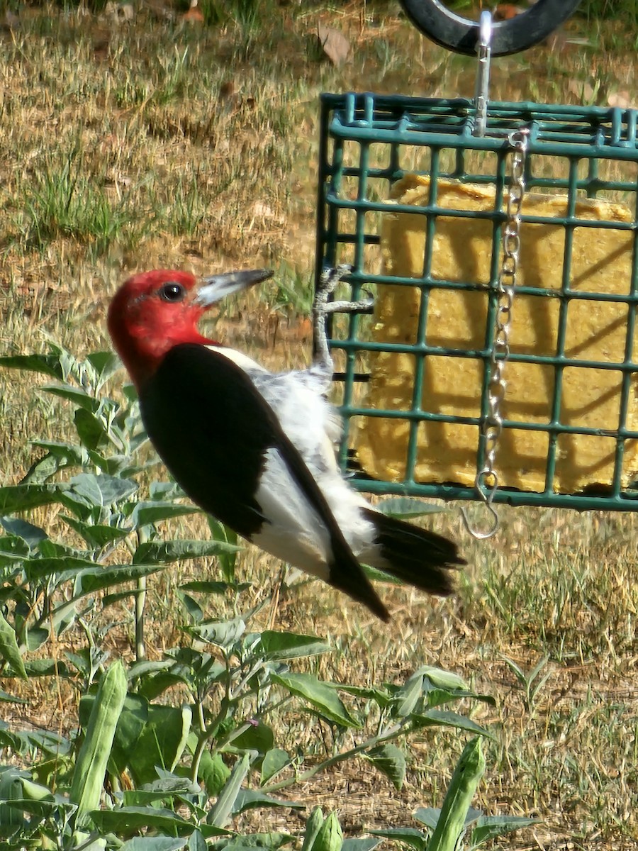 Red-headed Woodpecker - ML642475341