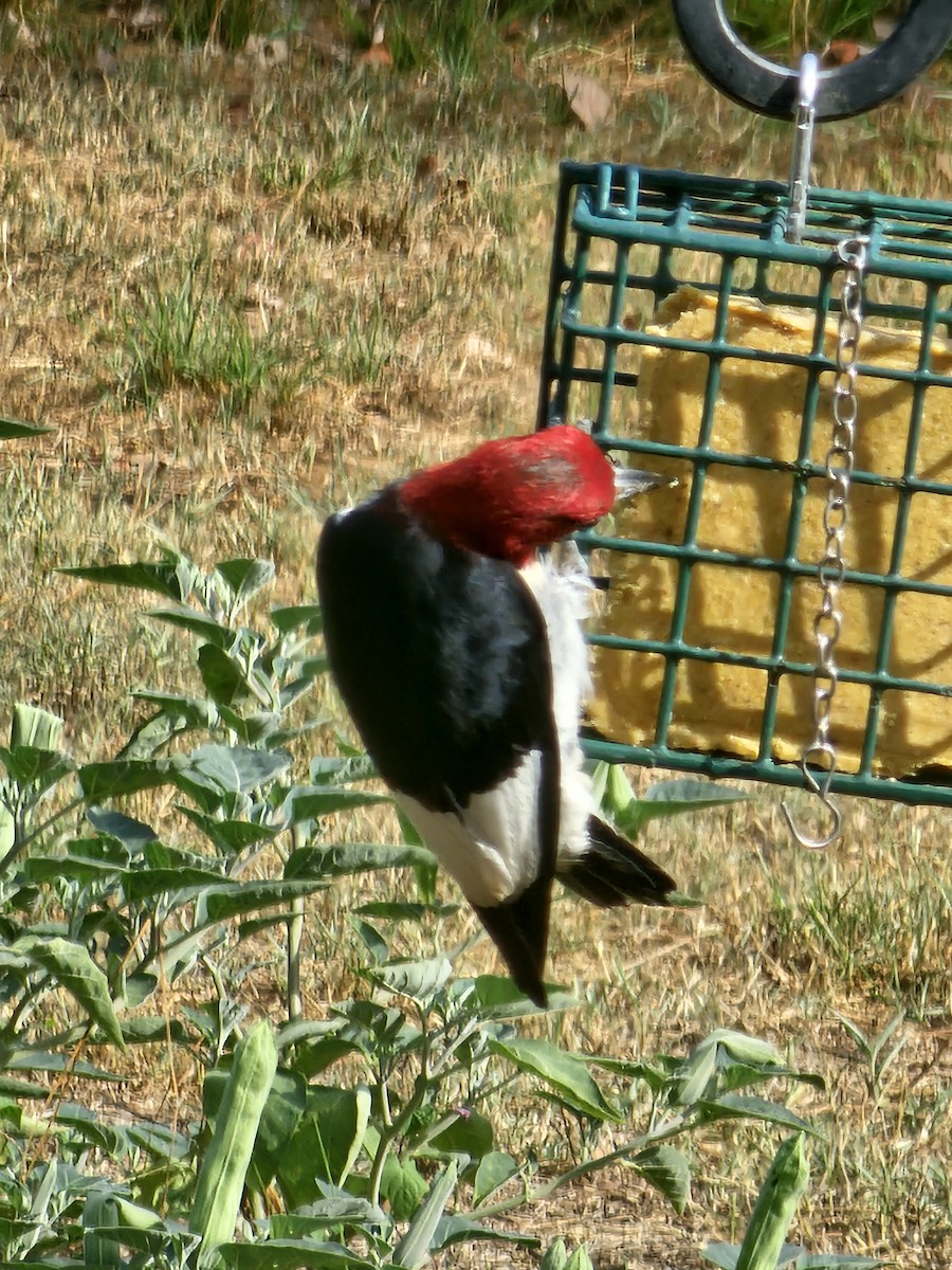 Red-headed Woodpecker - ML642475342