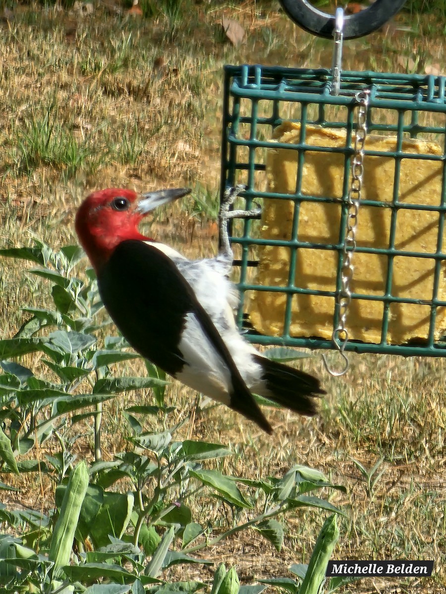 Red-headed Woodpecker - ML642475343