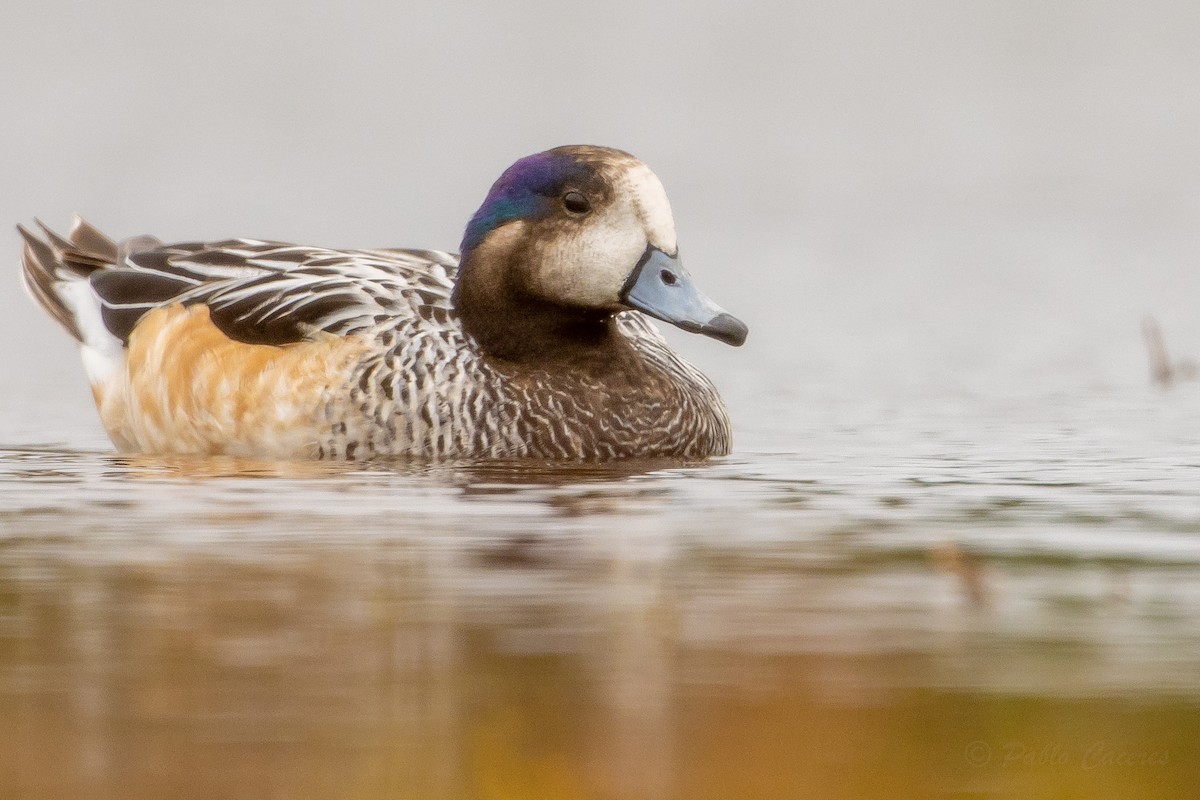 Chiloe Wigeon - ML642475345