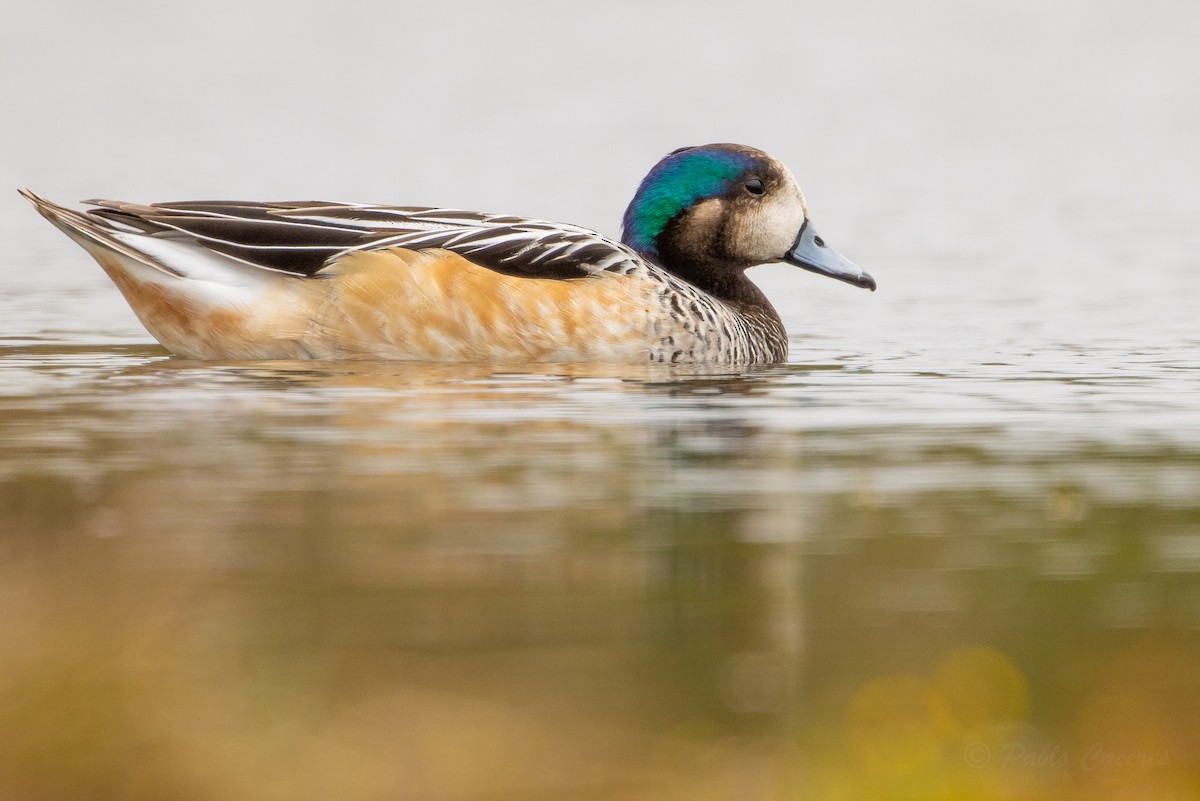 Chiloe Wigeon - ML642475346