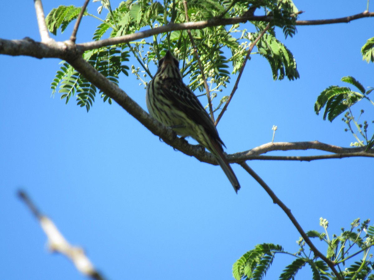 Streaked Flycatcher - ML642475372