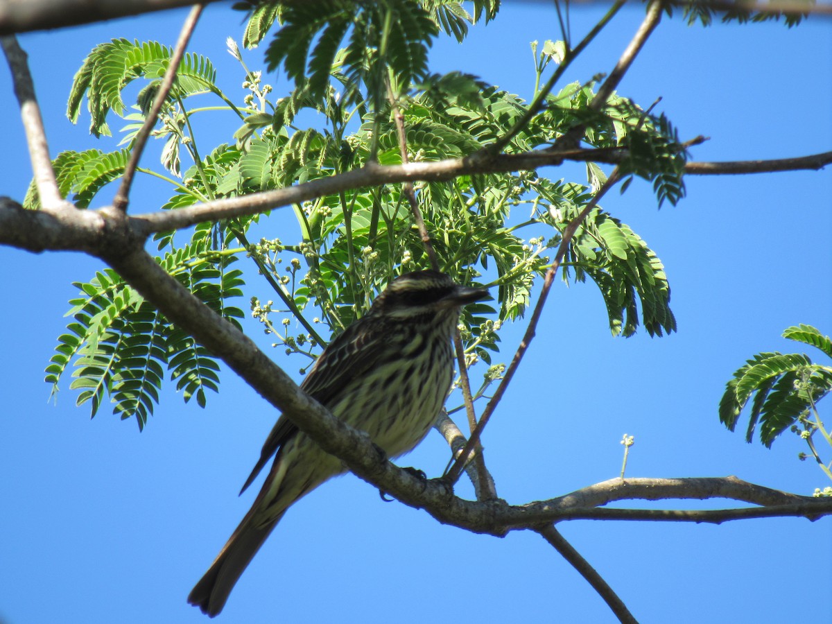 Streaked Flycatcher - ML642475373