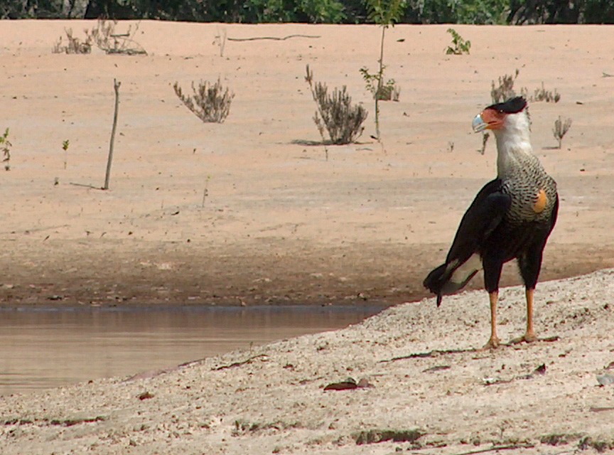Crested Caracara - ML642475376