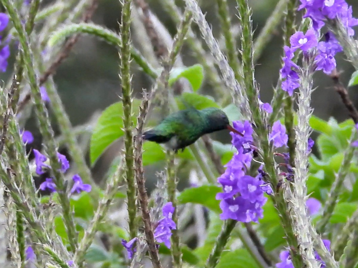 Canivet's Emerald - ML642475379