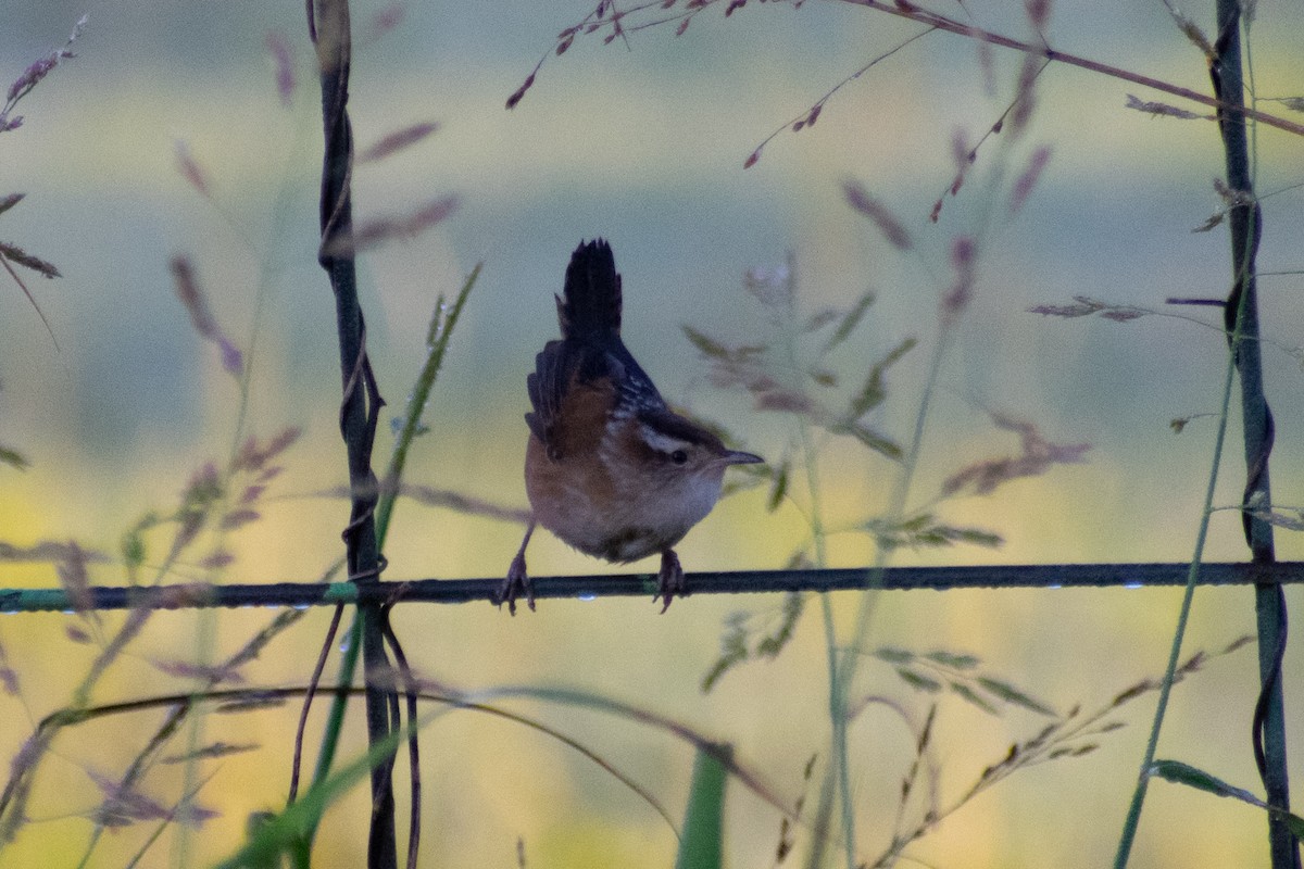 Marsh Wren - ML642475382
