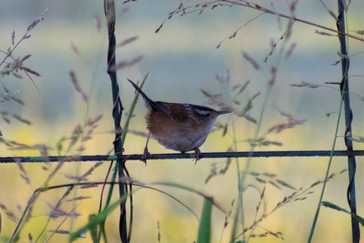 Marsh Wren - ML642475383