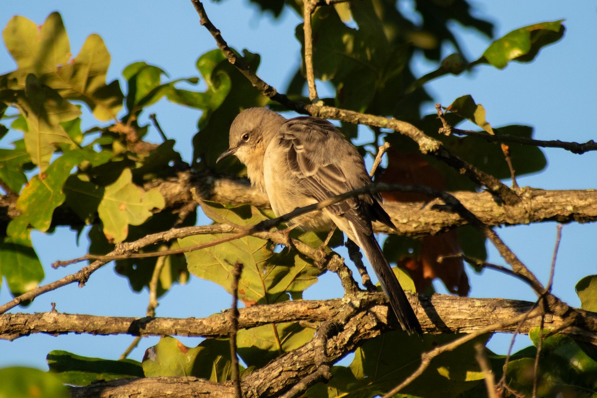 Northern Mockingbird - ML642475385