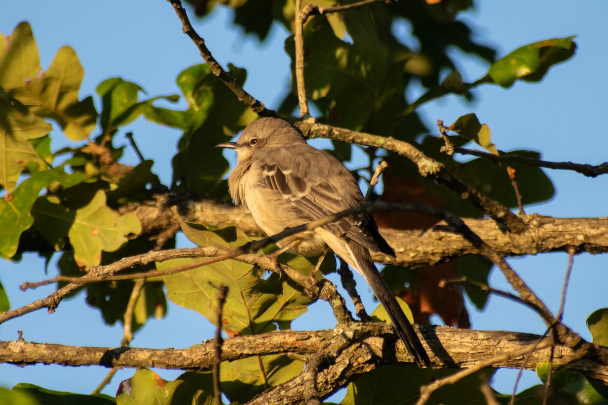 Northern Mockingbird - ML642475386