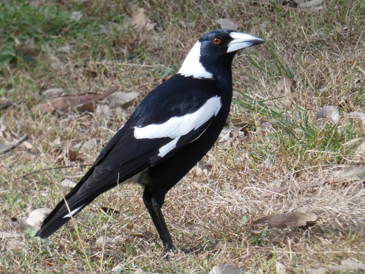Australian Magpie - ML642475424