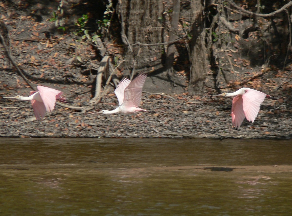 Roseate Spoonbill - ML642475458
