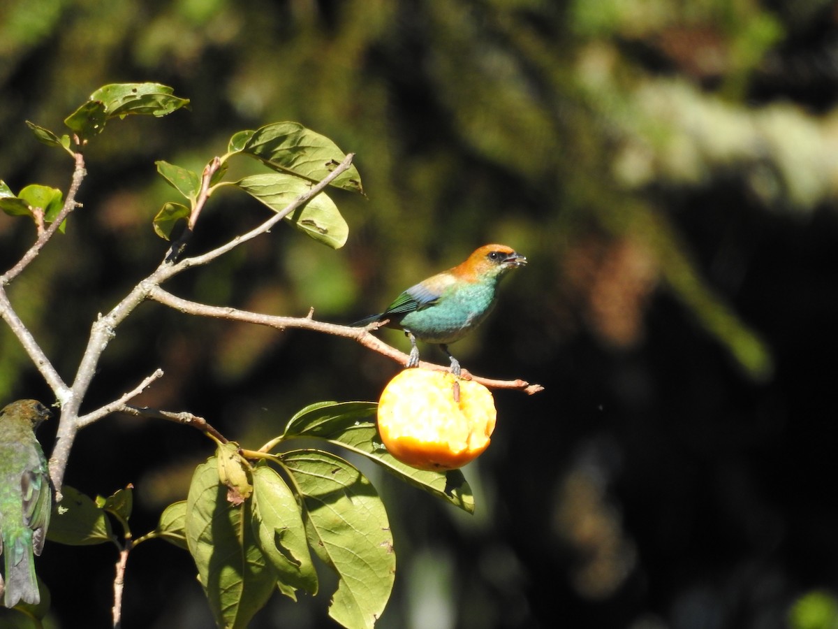 Chestnut-backed Tanager - ML642475468