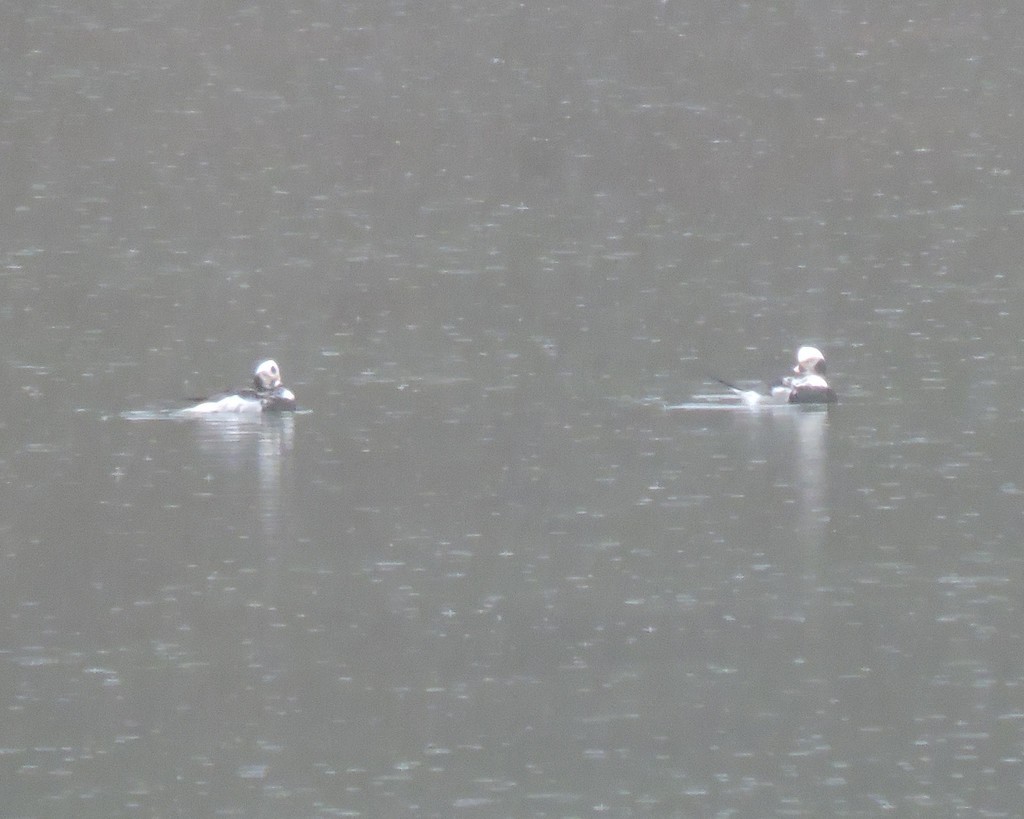 Long-tailed Duck - ML642475476