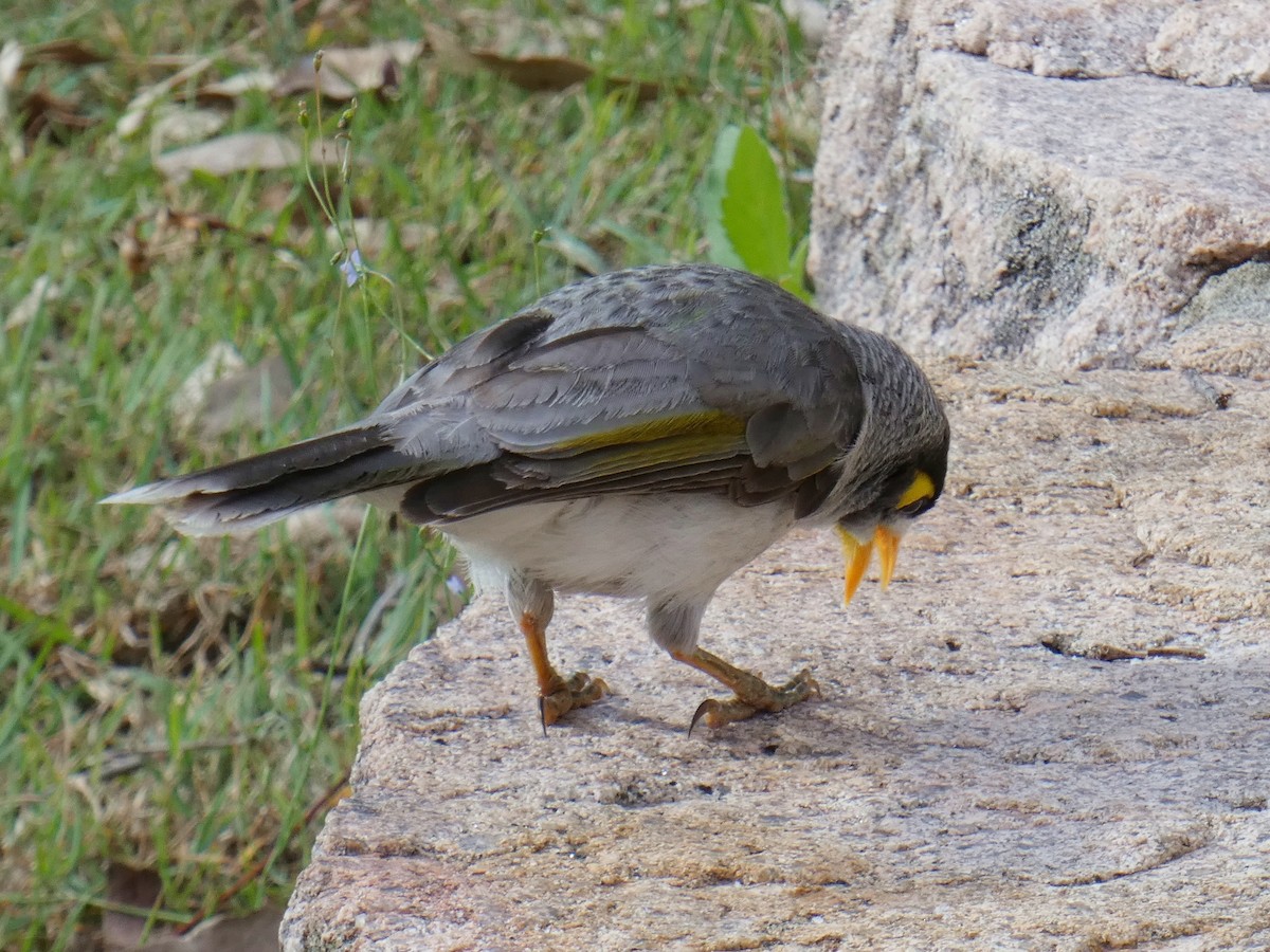 Noisy Miner - ML642475477