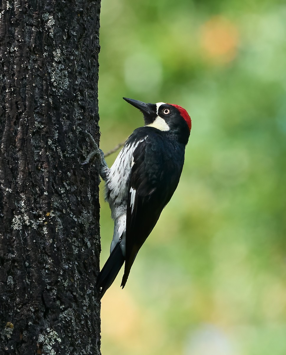 Acorn Woodpecker - ML642475502