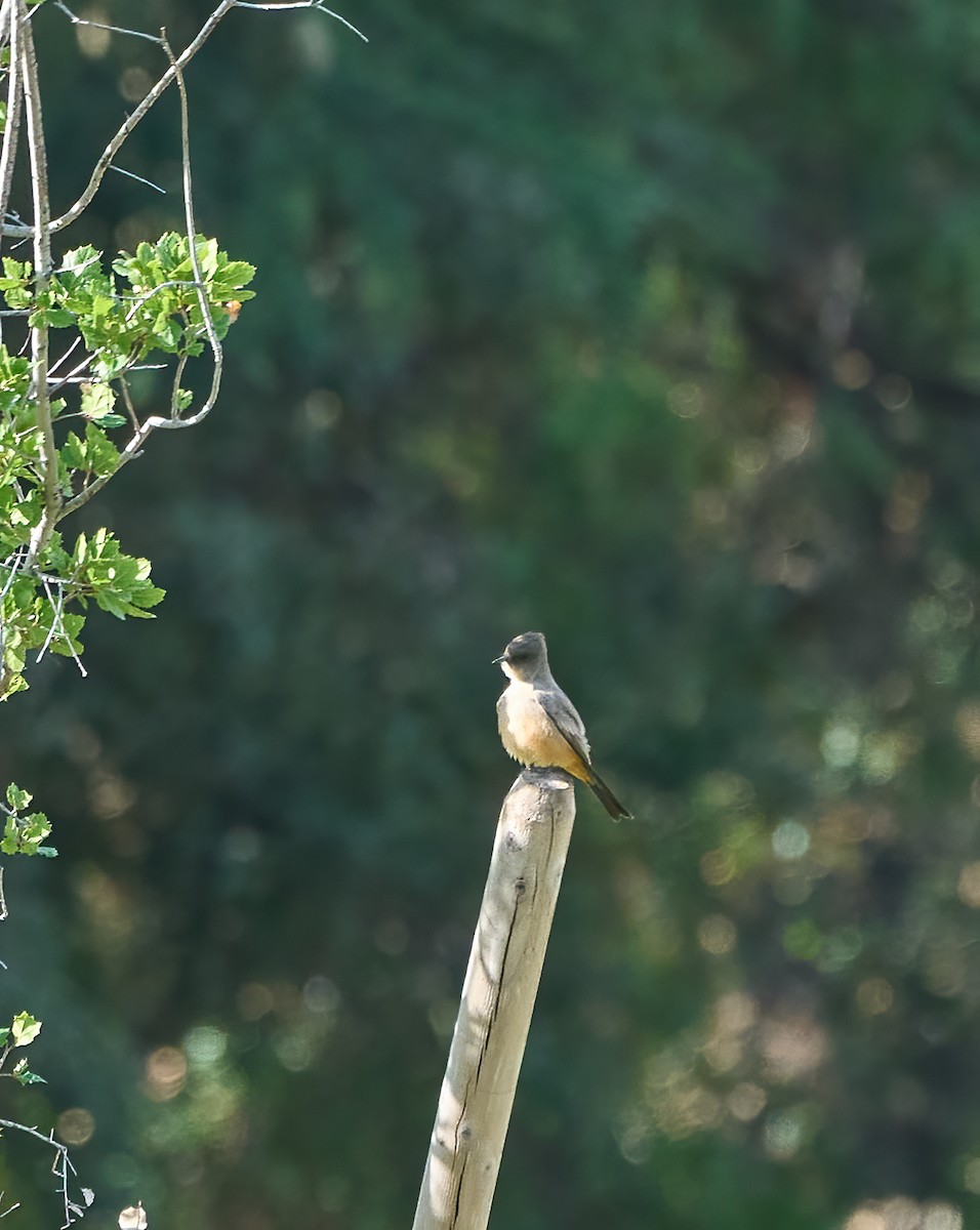 Say's Phoebe - ML642475508