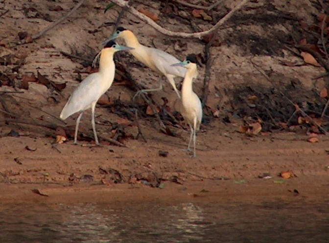 Cocoi Heron - ML642475509
