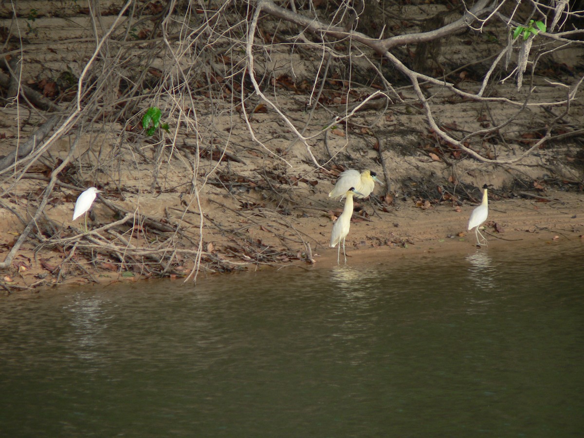 Cocoi Heron - ML642475510