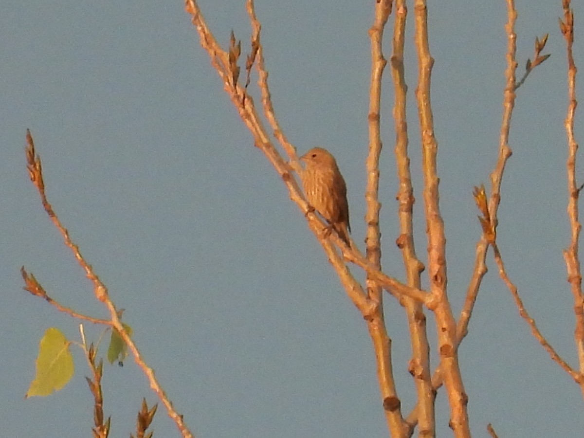 鳥類 - ML642475538