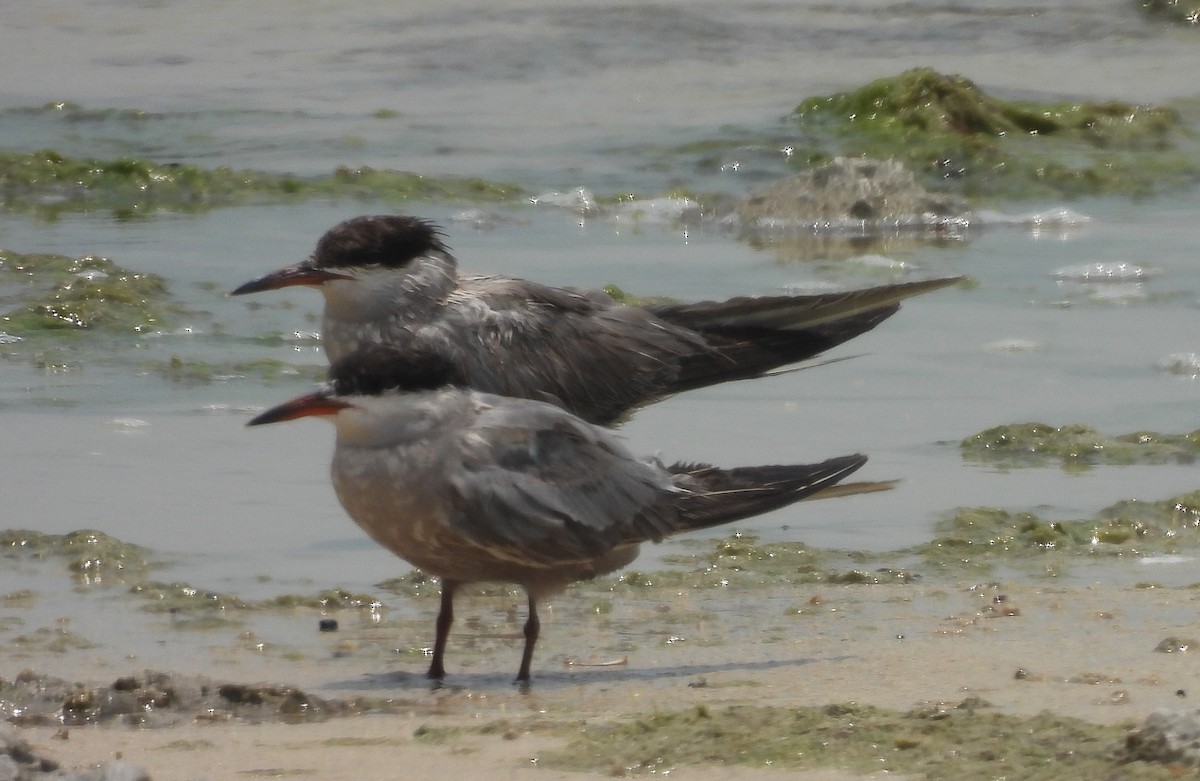 White-cheeked Tern - ML642475546