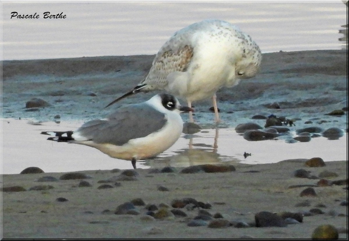 Mouette de Franklin - ML642475597