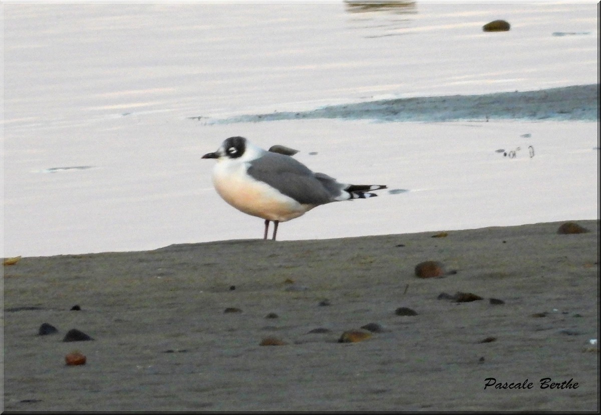 Mouette de Franklin - ML642475598