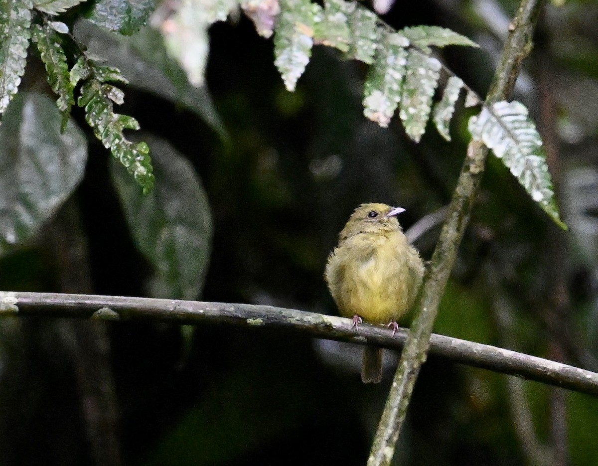 Golden-winged Manakin - ML642475640