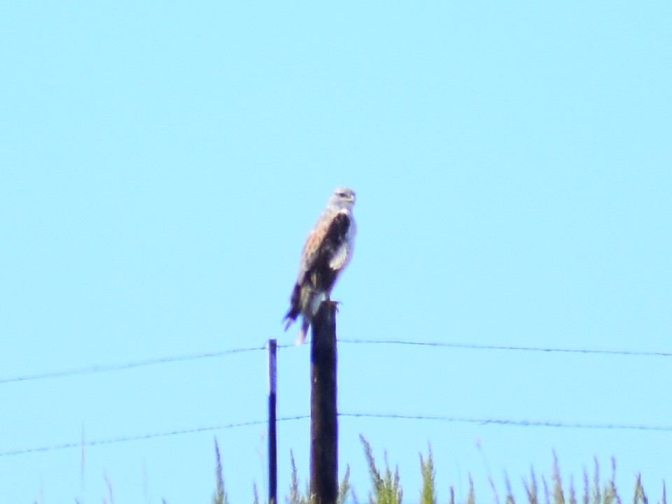 Ferruginous Hawk - ML642475660
