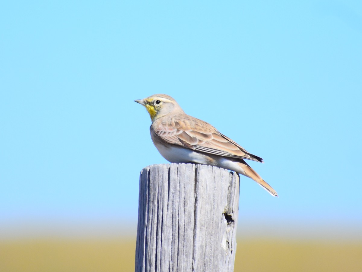 Horned Lark - ML642475661