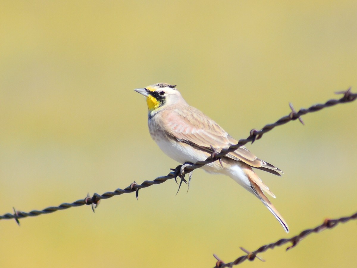 Horned Lark - ML642475664