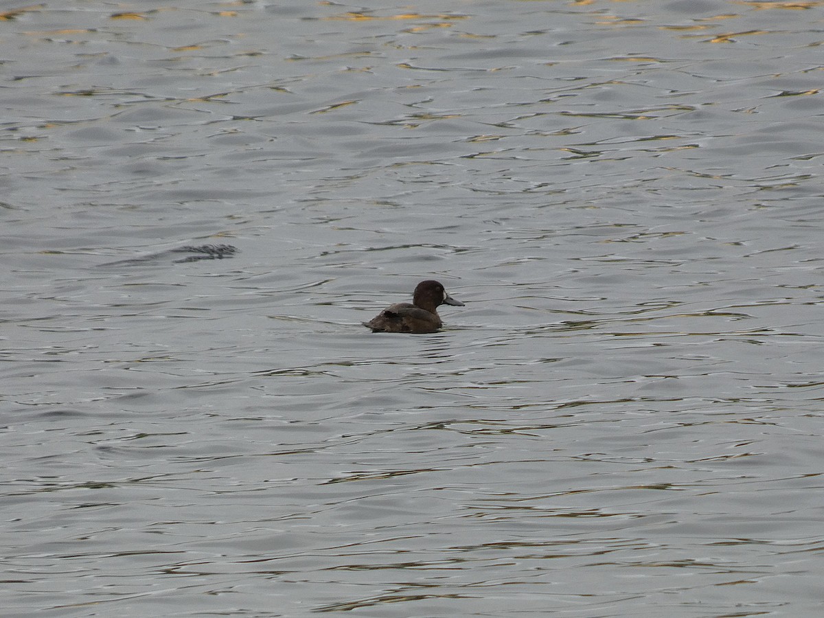 コスズガモ - ML642475698