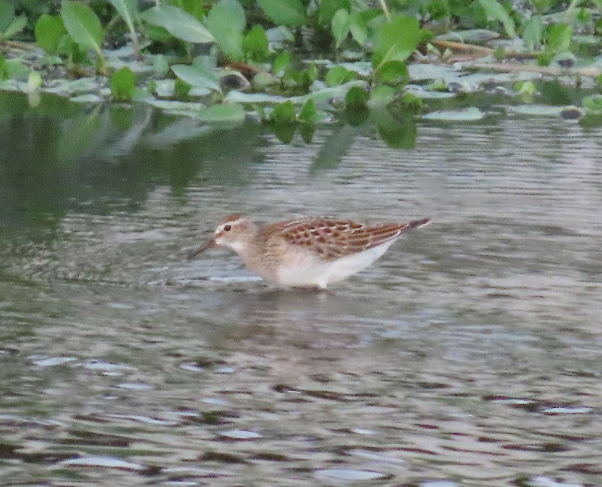 Bécasseau à poitrine cendrée - ML642475714