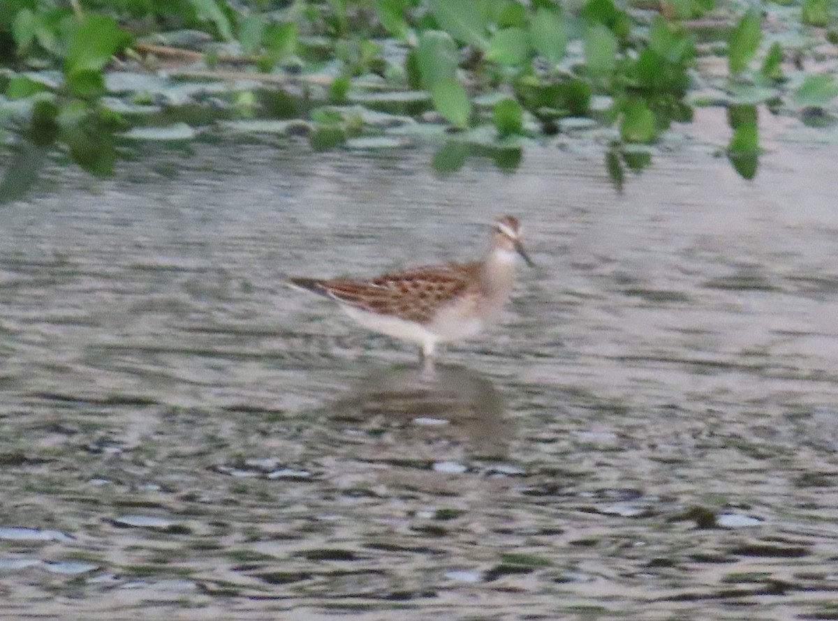 Bécasseau à poitrine cendrée - ML642475715