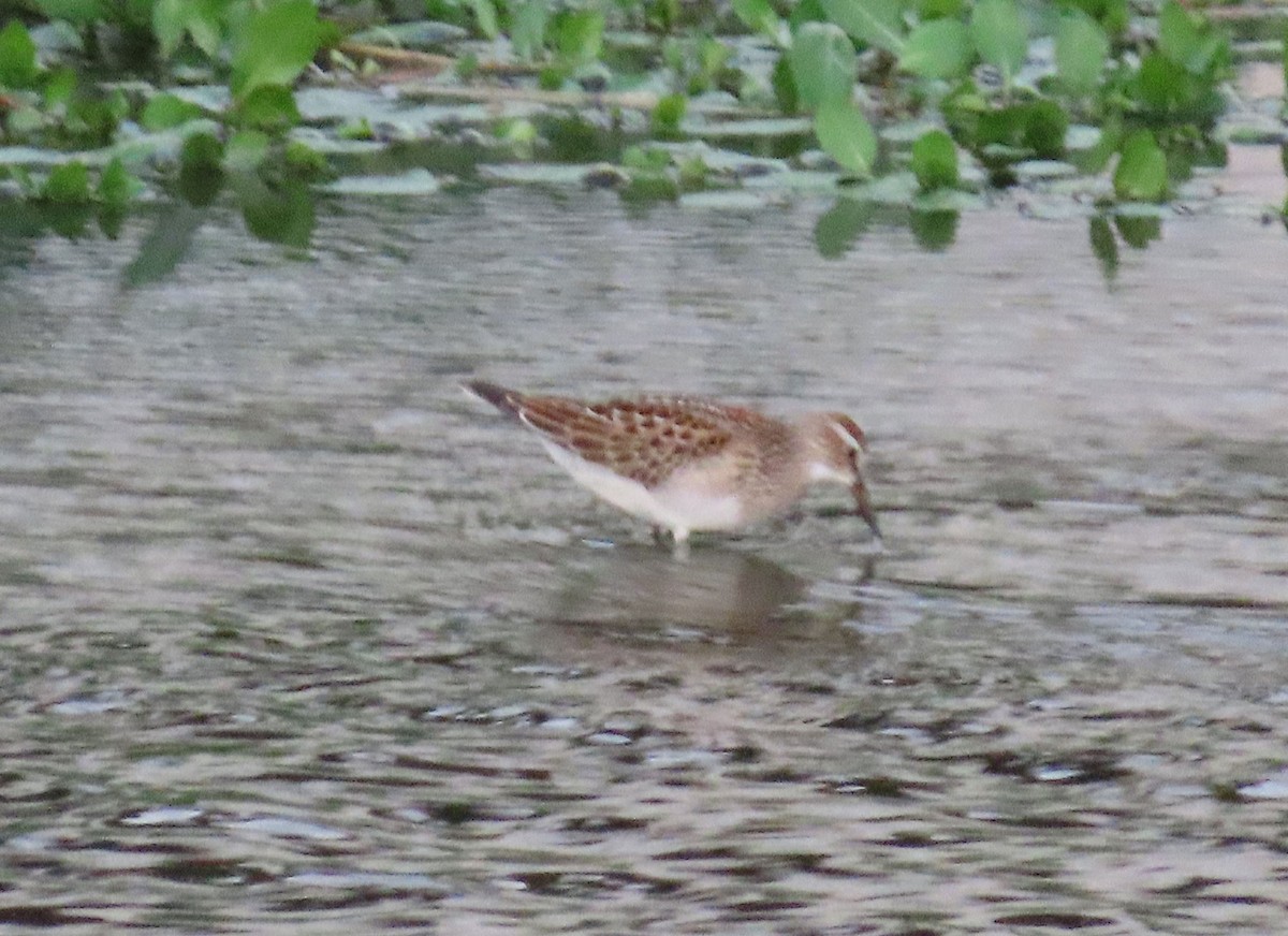 Bécasseau à poitrine cendrée - ML642475717