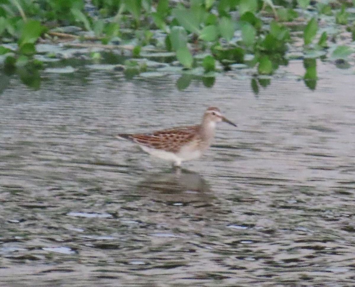 Bécasseau à poitrine cendrée - ML642475719