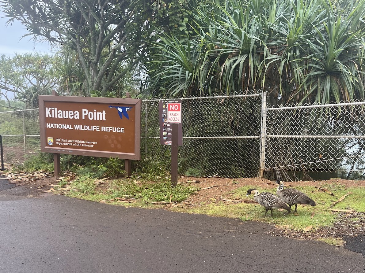 Hawaiian Goose - ML642475720