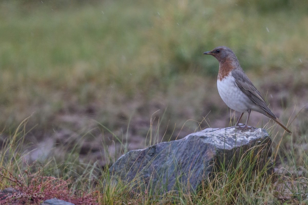 Grive à gorge rousse - ML642475731